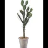 Cactus Sabra