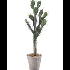Cactus Sabra