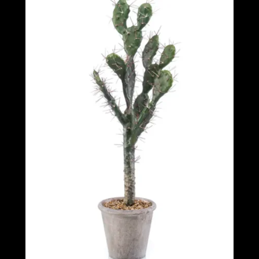 Cactus Sabra