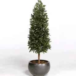 Cactus Sabra
