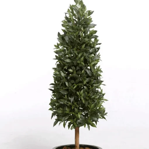 Cactus Sabra