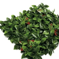 Jardín Vertical Photinia