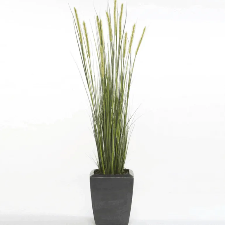 Planta Junco Espiga Estrecha