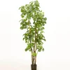 Árbol Aralia