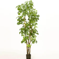 Árbol Aralia