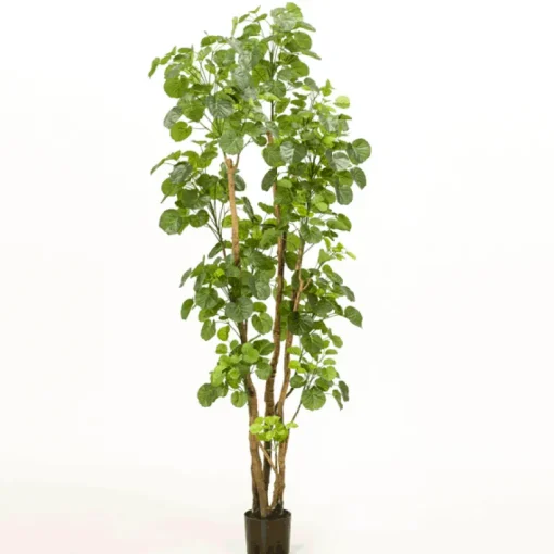 Árbol Aralia