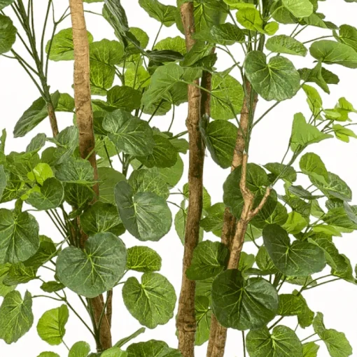 Árbol Aralia