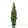 Árbol Arizónica, Ciprés