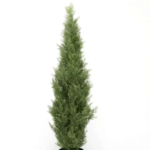 Árbol Arizónica, Ciprés