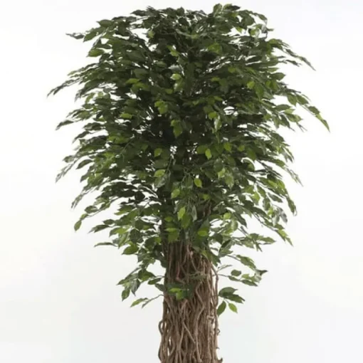 Árbol Ficus Deluxe