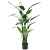 Árbol Heliconia