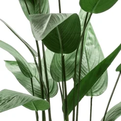 Árbol Heliconia