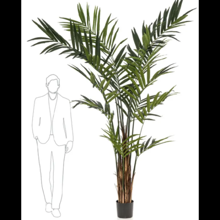 Árbol Kentia grande