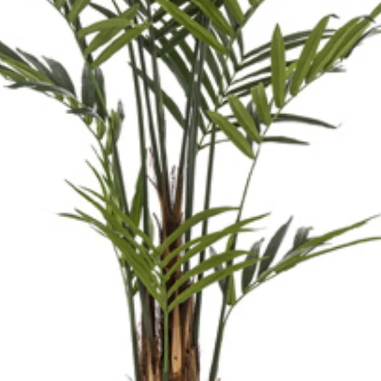 Árbol Kentia grande