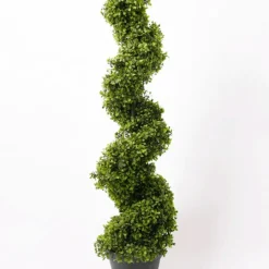 Árbol Kentia grande