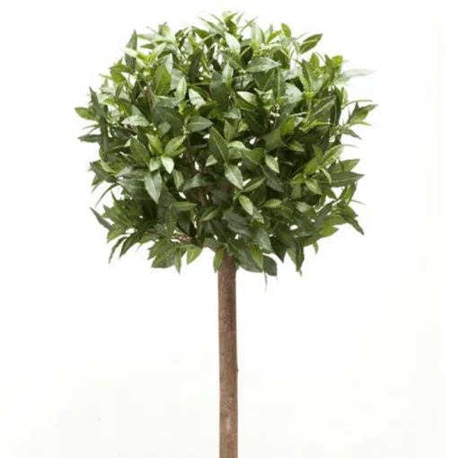 Árbol Laurel Esfera