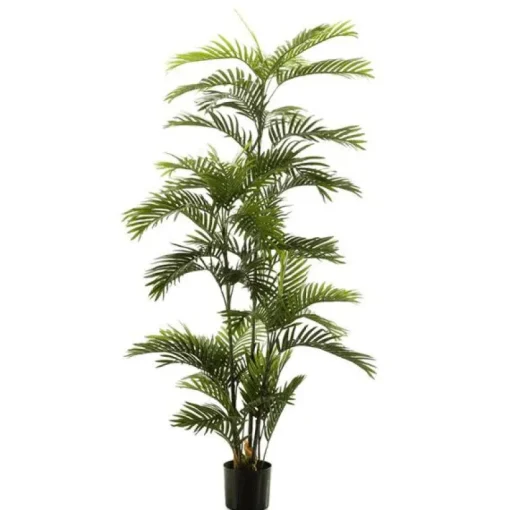 Árbol Palmera Premium